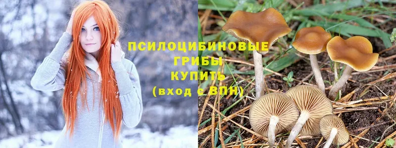 Галлюциногенные грибы Psilocybe  где найти   Ельня 